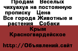 Продам.  Веселых чихуахуа на постоянную прописку › Цена ­ 8 000 - Все города Животные и растения » Собаки   . Крым,Красногвардейское